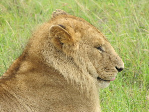 Lion in the Masai Mara, Kenya, 5-6-2011, Photo by Varrin